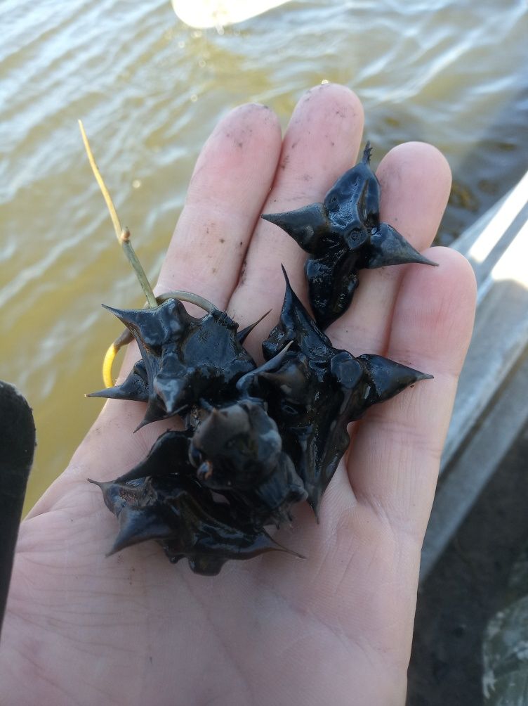 Орех водяной речной рогульник масло