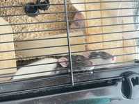 Dwa szczury z pełnym wyposażeniem