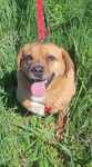 Urocza sunia o uszkach Beagle'a szuka domu