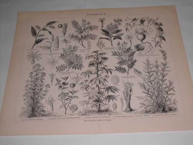 Rośliny, Kwiaty , Botanika   oryginalne XIX w. grafiki do aranżacji
