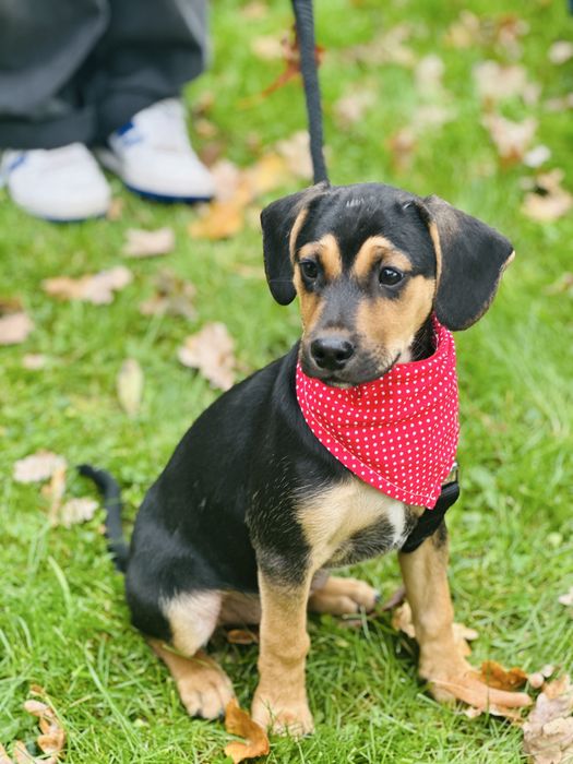 Cudny Fredi szuka domku