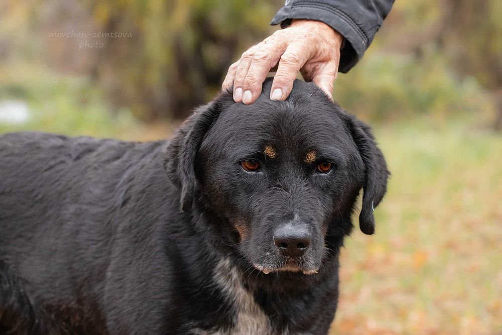 Шикарний кобель Марвель шукає родину