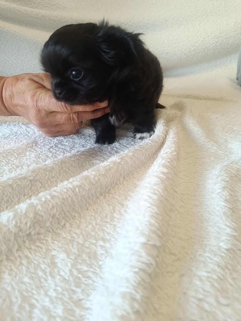 Chihuahua piesek długowłosy czarny