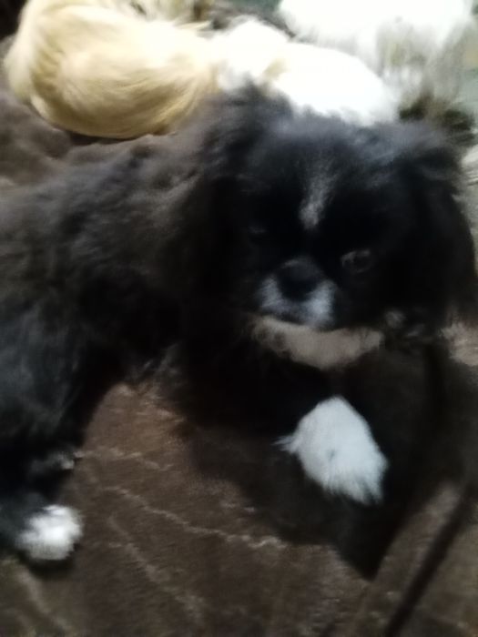 Маленькие пекинесы