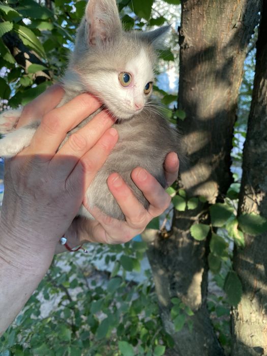 Котята кошки  в добрі руки