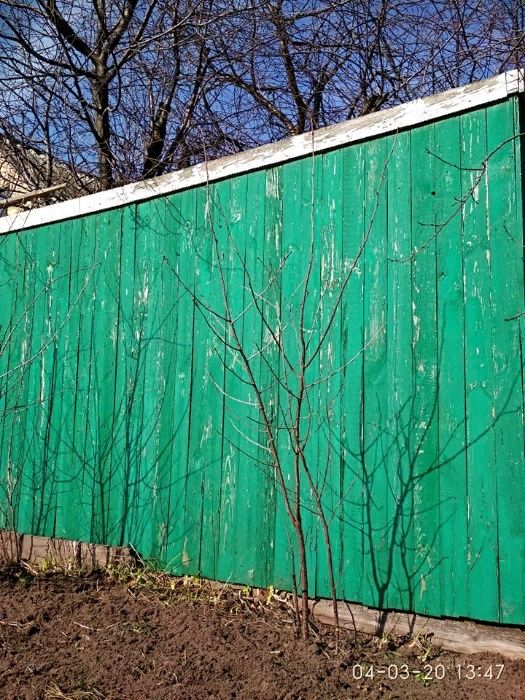 ВИШНИ саженцы 2-5 лет от корня маточного дерева