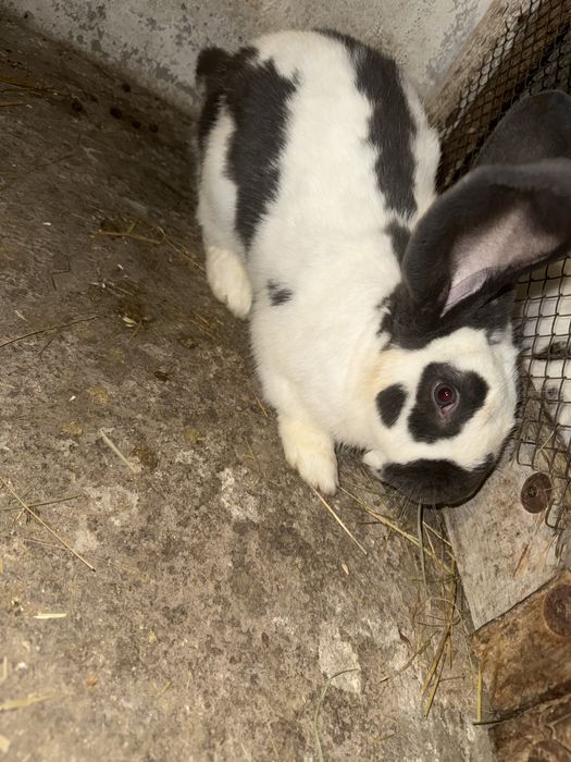 Sprzedam Srokacze Niemieckie