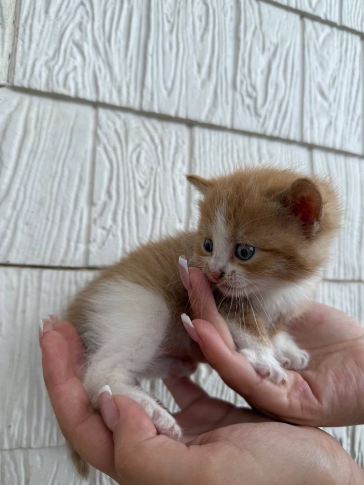 Кошеннята в добрі руки