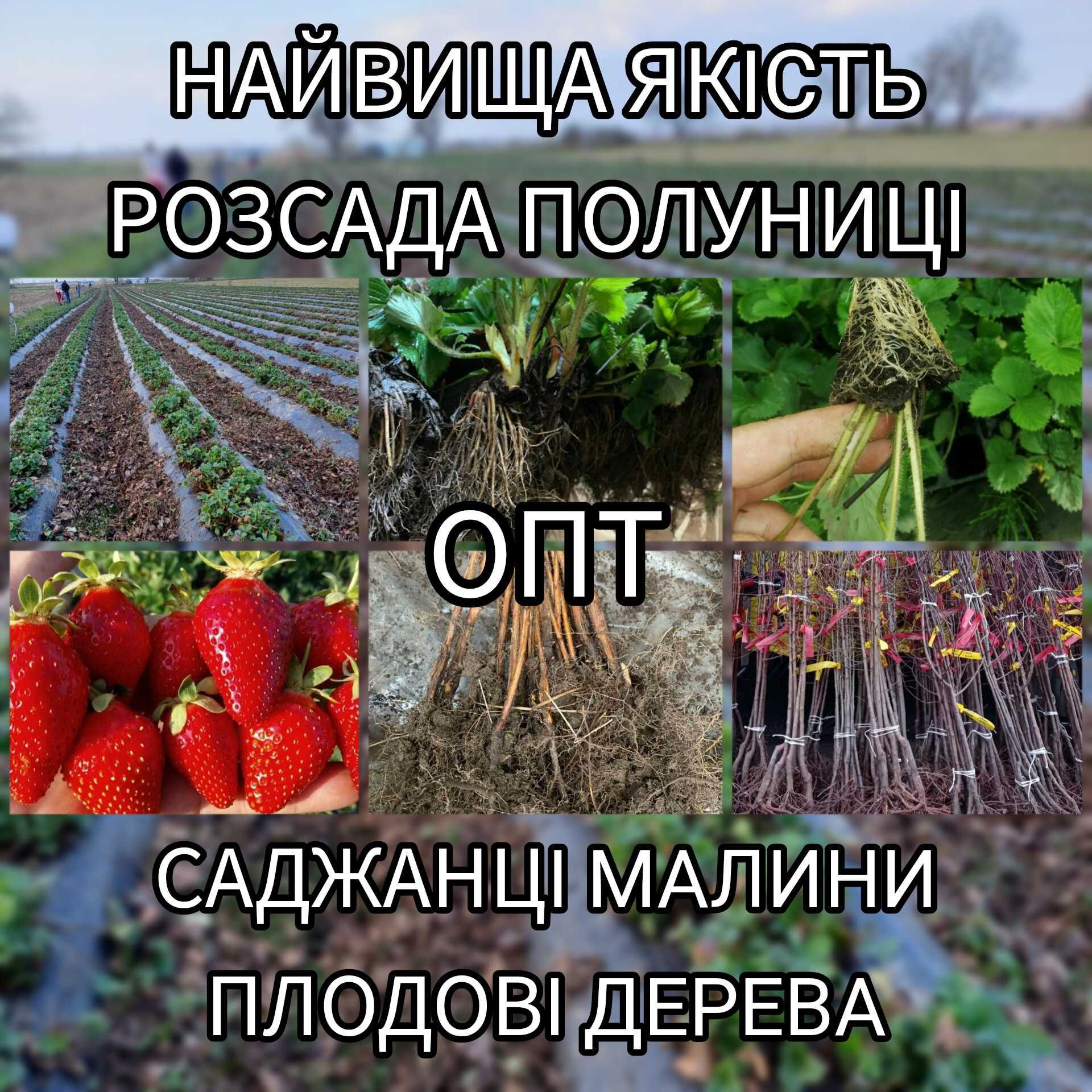 Опт Розсада Полуниці Саджанці Малина Плодові дерева Саженцы Клубники