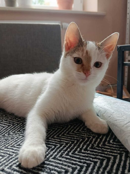 Kania i Rydz - kotki z lasu