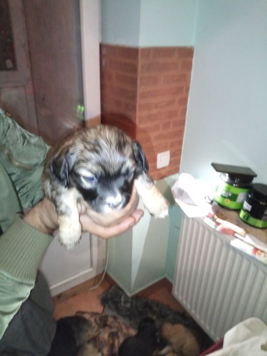 Роздаю унікальних щенят