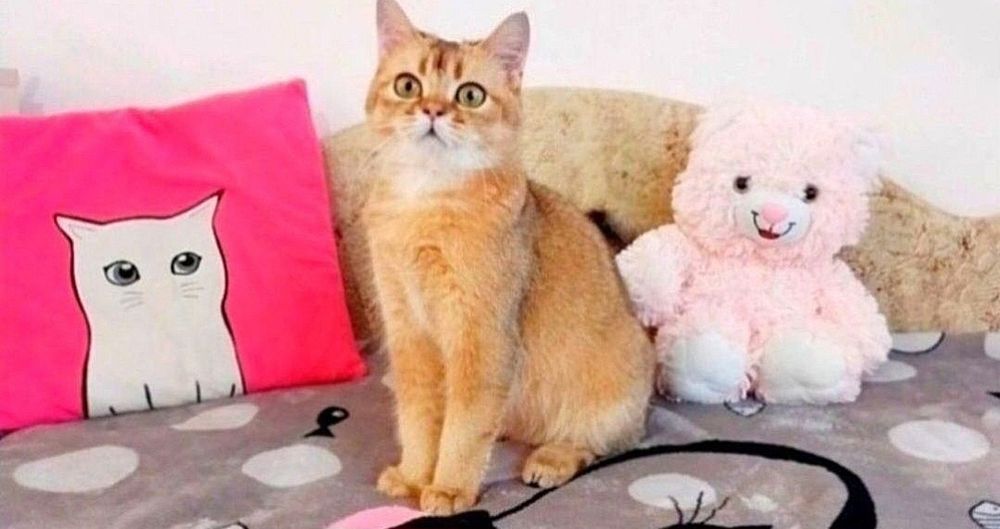 Шотландське Чудо Кошенятко Хлопчик