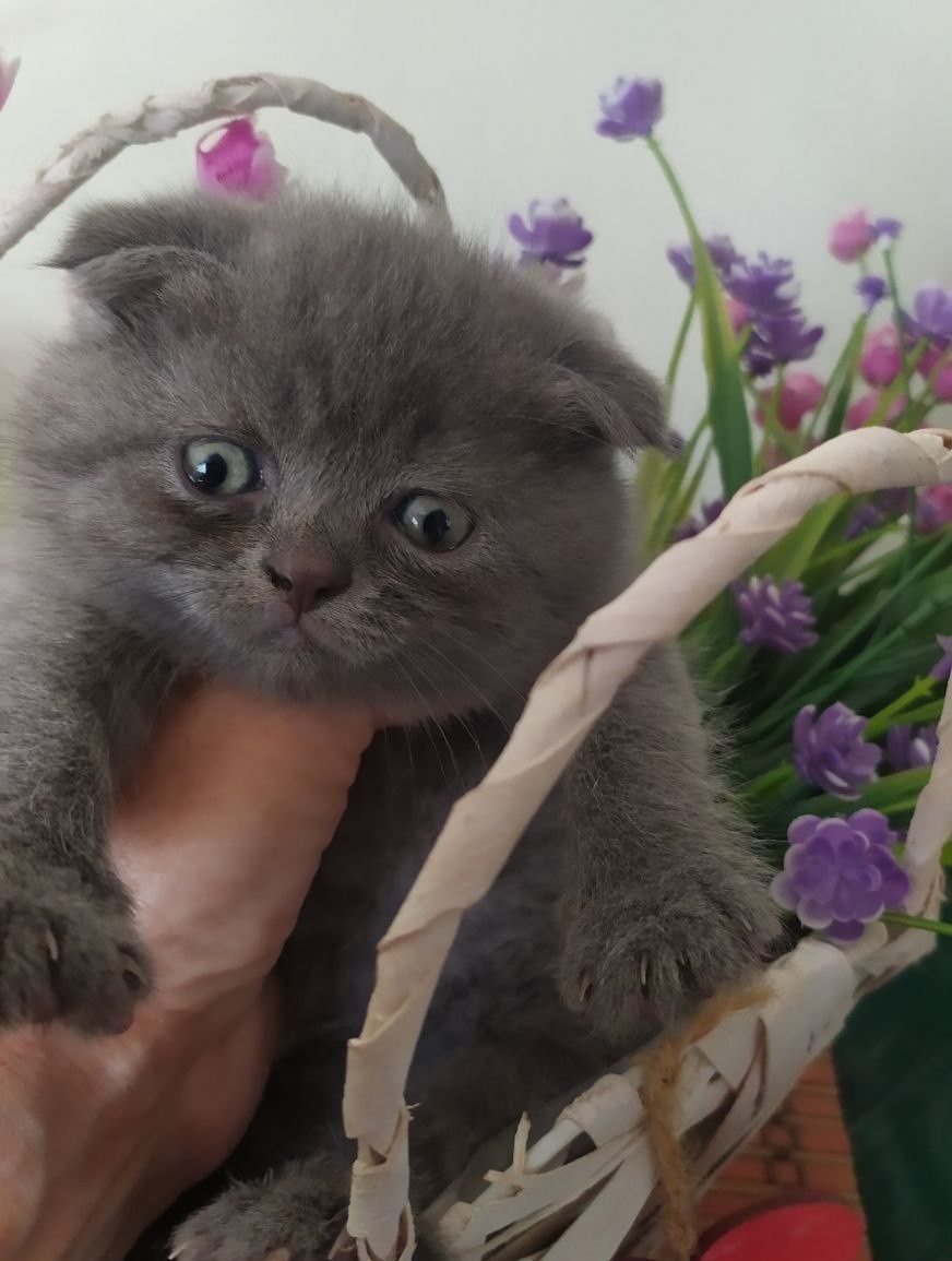 Шотландские вислоухие котята скоттиш фолд и скоттиш страйт