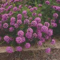 Фуопсис - грунтопокривна рослина з фіолетовими квітами