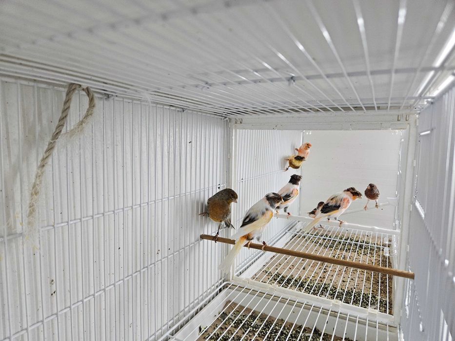 Canarios arlequim português