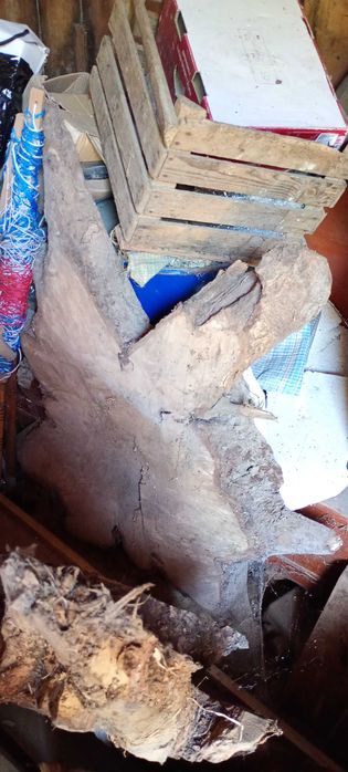 Plaster orzech 130cm