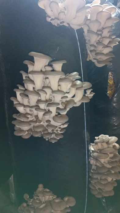 Продам гриби гливи