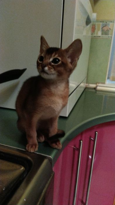 ВЯЗКА Абиссинский кот приглашает невест