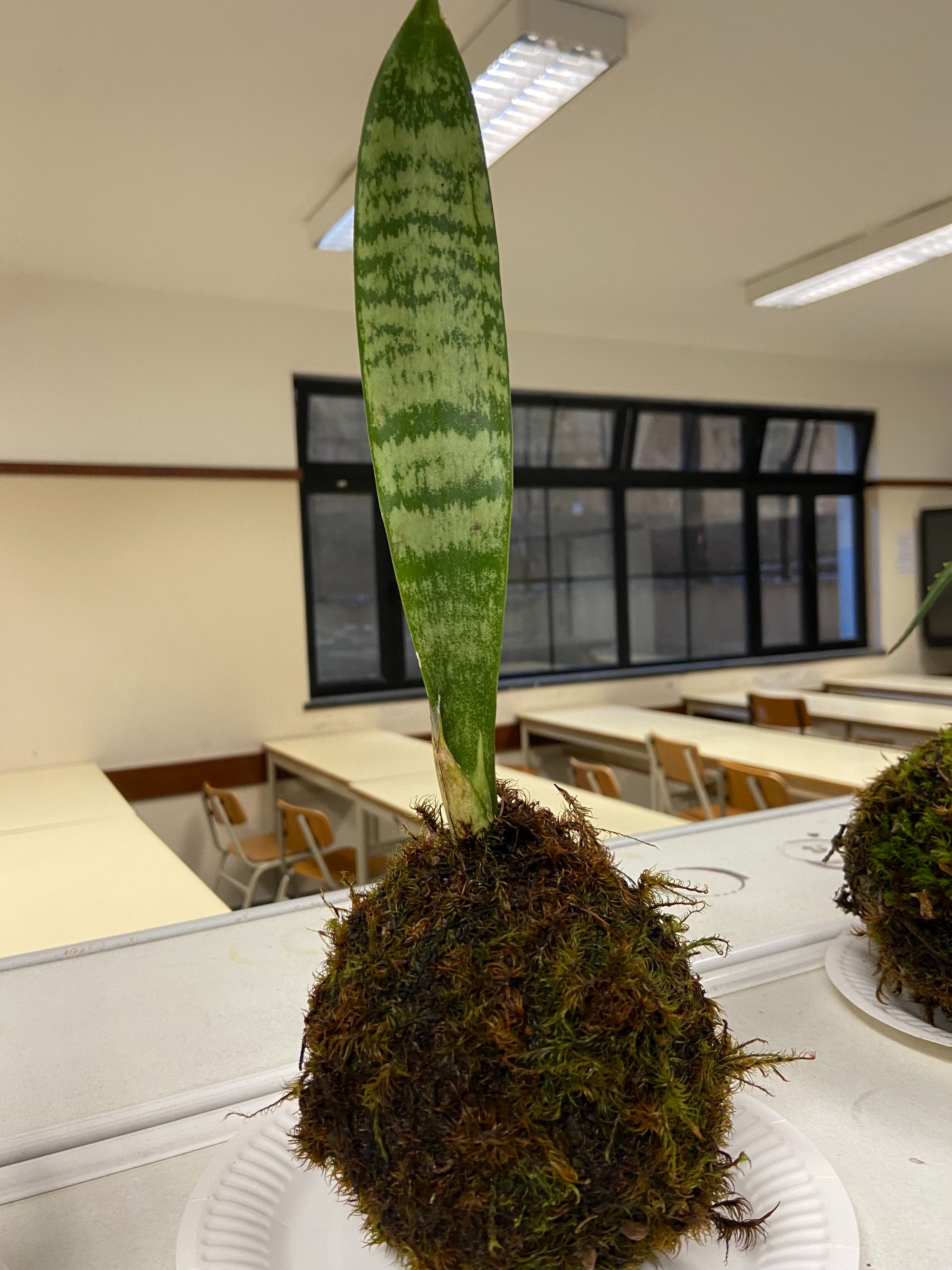 Kokedama- Planta