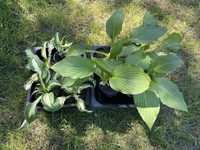 Hosta hosty funkia