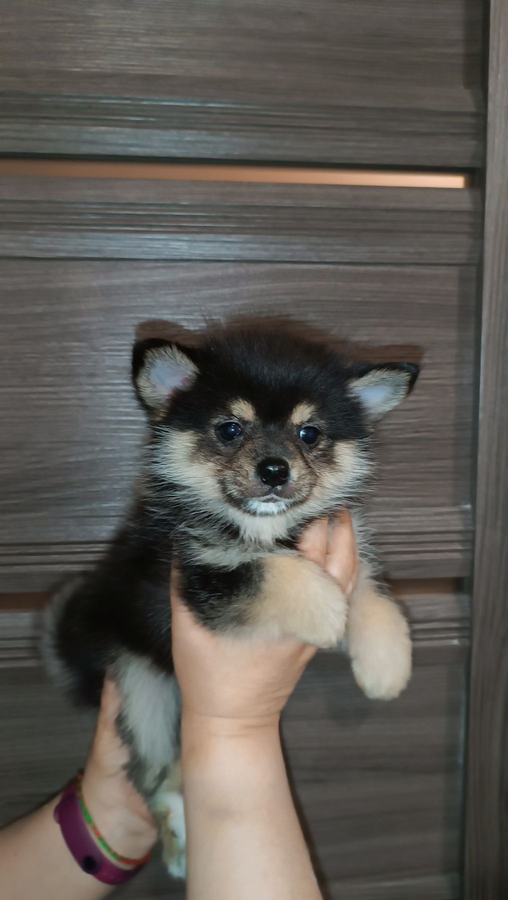 Дівчинка Помскі Помски Pomsky f2