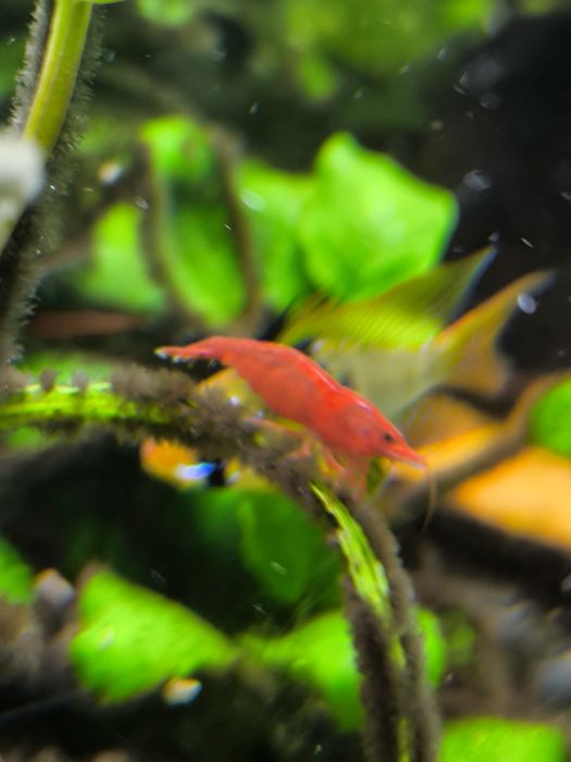 Krewetka Bloody Mary