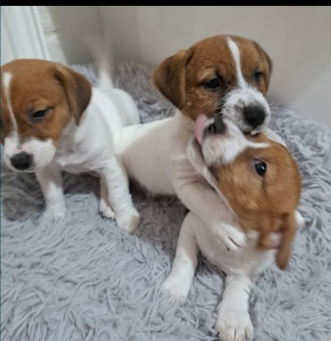 suczka Jack Russell terrier z rodowodem