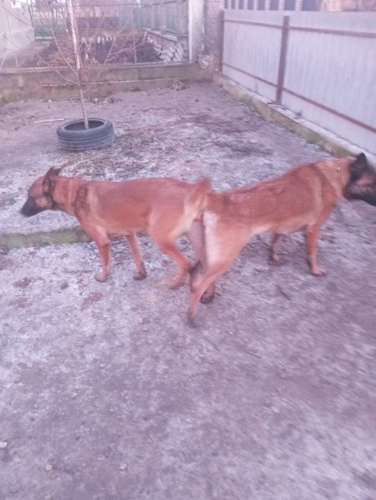 Вязка бельгійської вівчарки малінуа