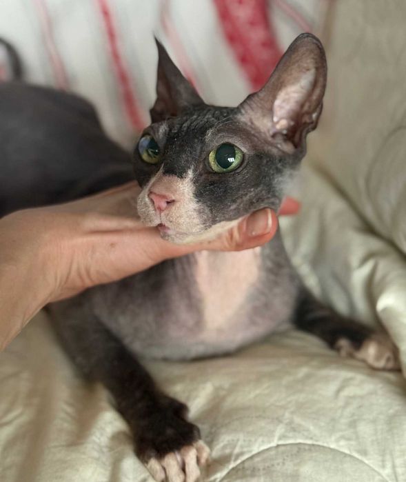 Маняша, сфінкс велюрочка, близько 2 років.Добра з величезним серцем!