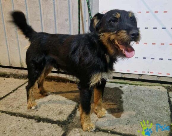 Bardzo miły, kontaktowy piesek BALET szuka domku!