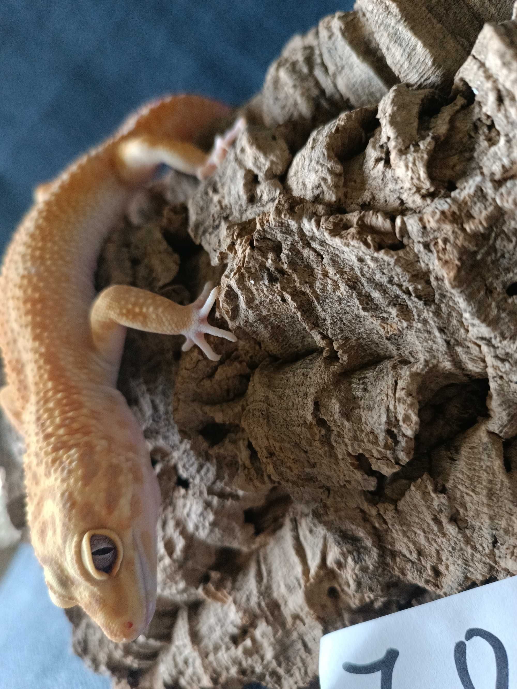 Gekon lamparci Id : [Z0Z] Więcej informacji w opisie