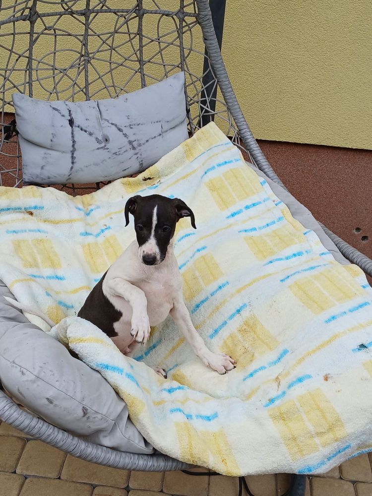 Chart Angielski Whippet śliczny piesek