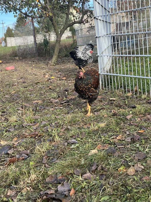 Koguty wyandotte olbrzymie