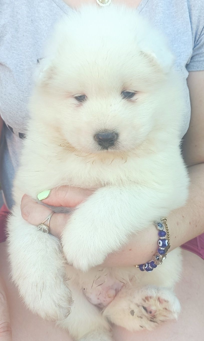 Samoyed piesek .