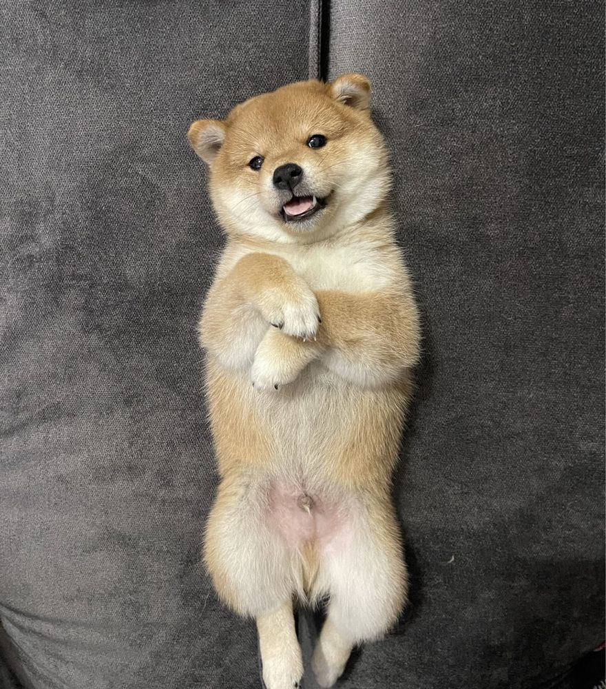 Шиба ину мальчик и девочка Shiba inu