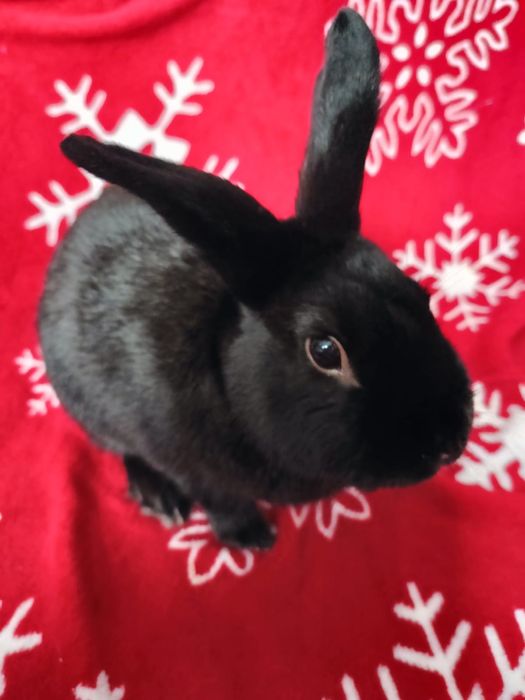 Śliczny królik (niecale 4 lata)