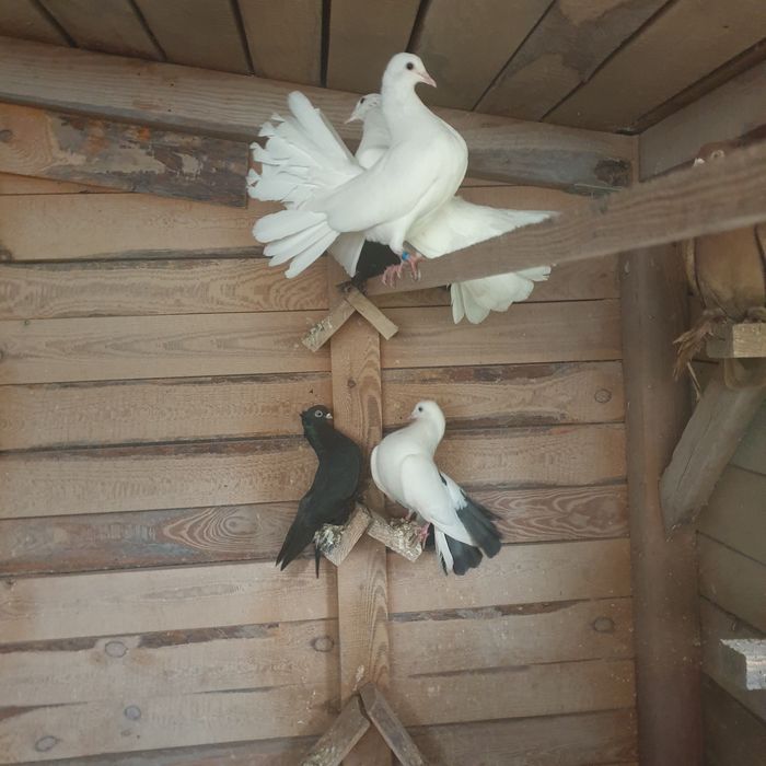 Sprzedam gołębie - pawiki (30 zł/sztuka)