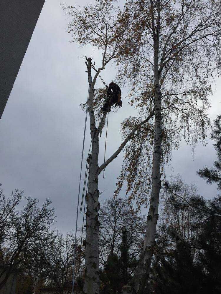 Wycinka, skracanie, przycinanie, pielęgnacje drzew, żywopłot, ogrody,