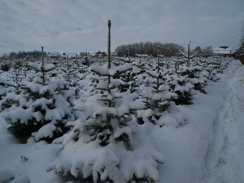 Choinki Choinka Świerk Srebrny Jodła Kaukaska  Drzewko Świąteczne