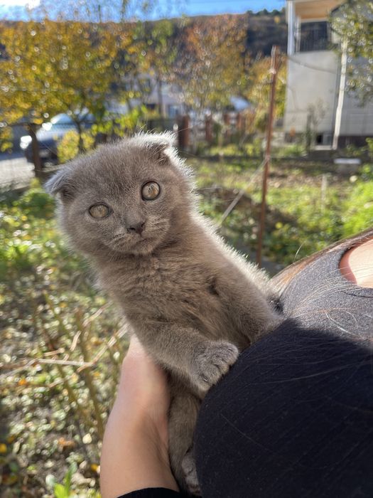 Кошеня висловухе шотландець