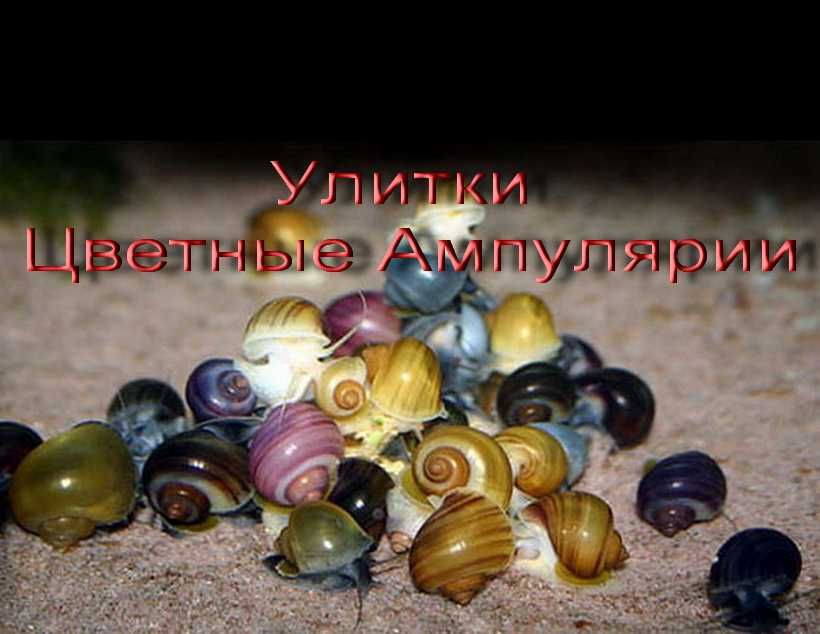 Улитки Ампулярии