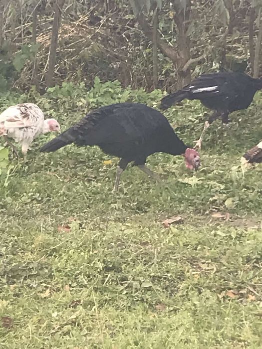 Індики породи канадська широкогруда і сіра широкогруда на племя