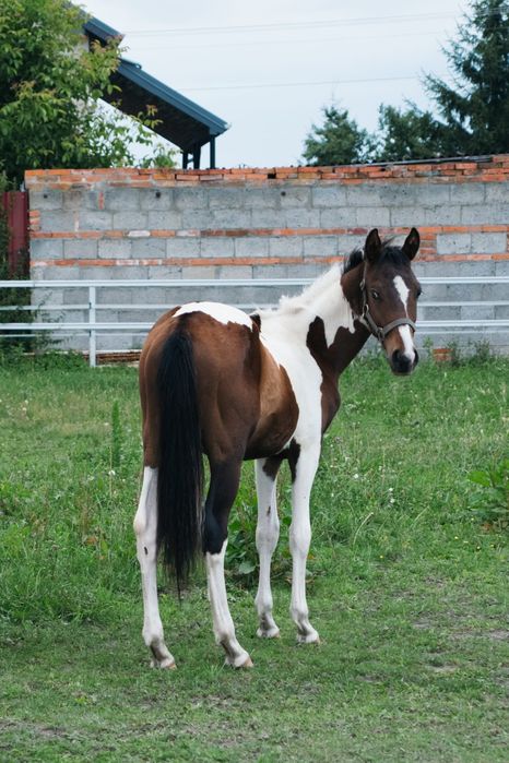 Ogierek srokaty wielkopolski