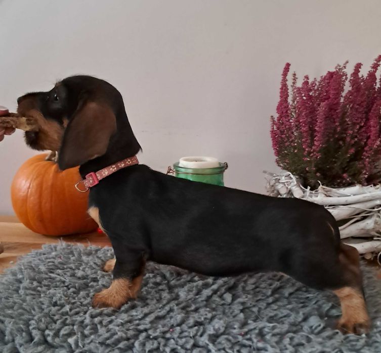 Jamnik szorstkowłosy standard