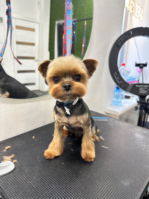 Грумінг , стрижка собак, лівий берег Дніпро