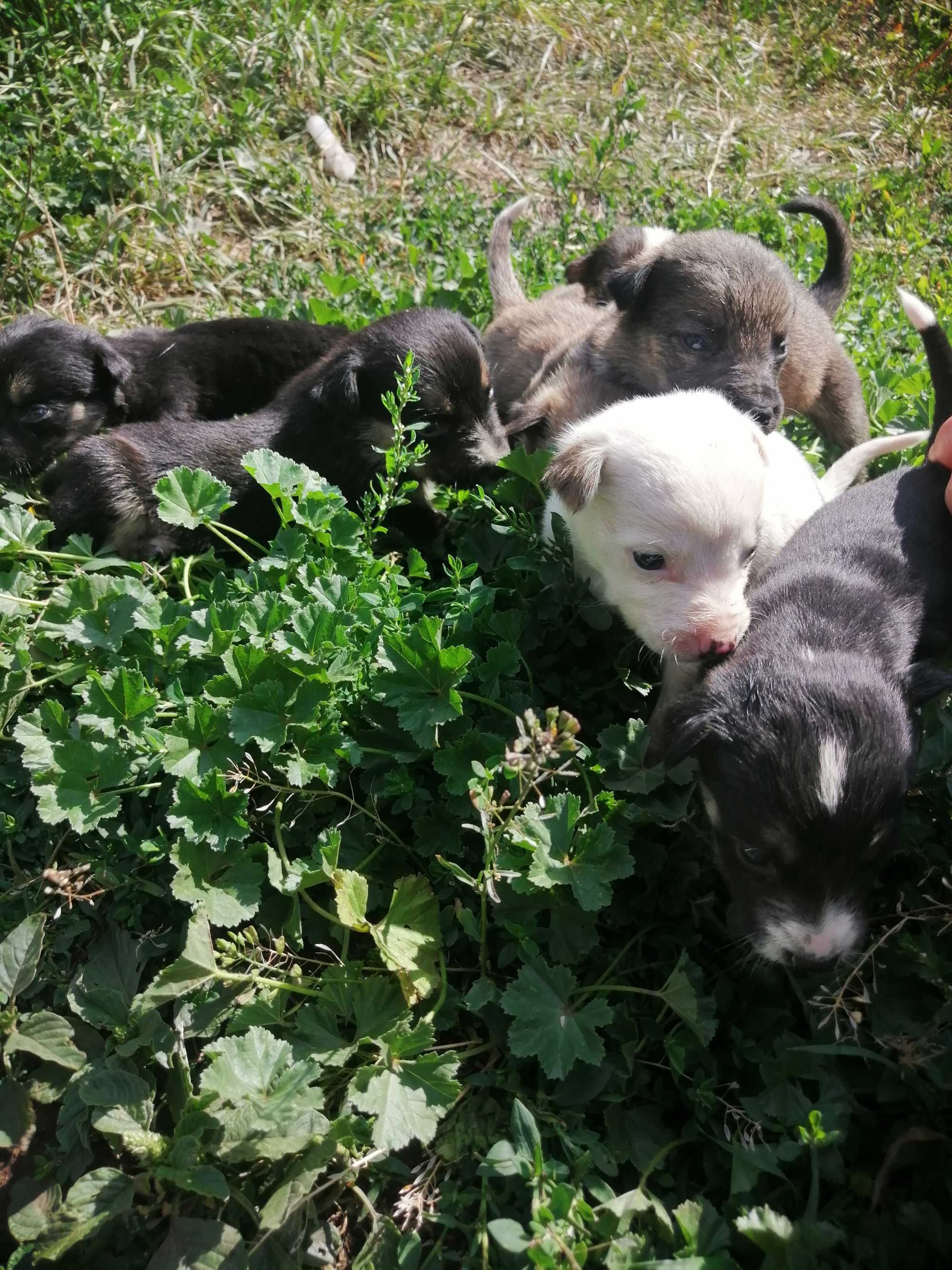Віддам цуценят в добрі руки