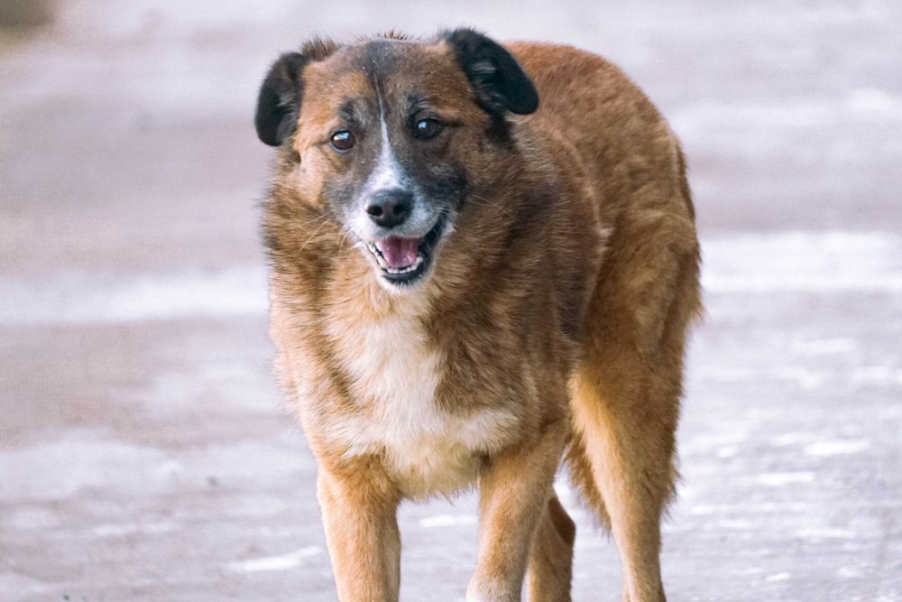 Kodżak - starszy psiak szuka domu