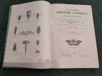 Encyclopédie D'Histoire Naturelle Traité Complet Cette Science-Annelés