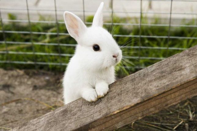 Декоративні кролики, не великі, є різного кольору, дівчатка і хлопчики