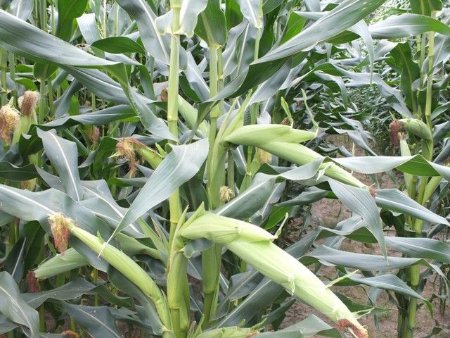 Nasiona kukurydzy kukurydza CEBIR kiszonka FAO 240 (80 tys.nasion)